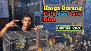 Harga Burung Falk Dan Love Bird Terbaru Februari 2026