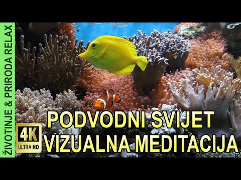 Video: Djeca i životinje su sigurna opklada