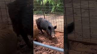 Trying to load pigs in the “trap trailer” 😂#hoghunting #boars #texas #countrylife