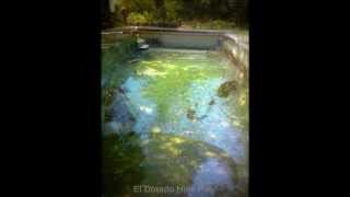 The Dirtiest Pools in Sacramento, Ca