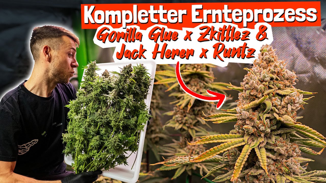 Ernte, Trocknen, Trimmen & Blüten-Check + Honig pressen 🍯