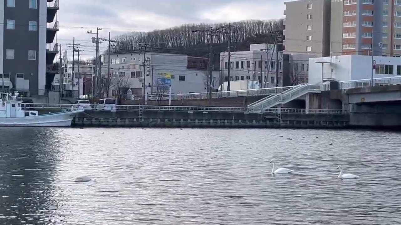 25년 11월 22일 아바시리 도미인 근처 아침산책 