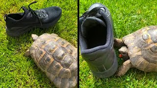Racist Turtle vs Black Shoes | Memes #40