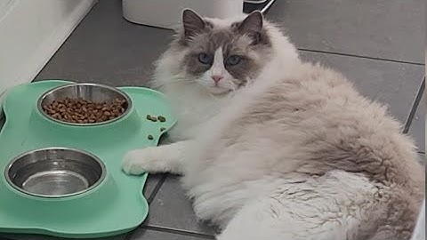 Lazy Cat Eats with Her Paw!