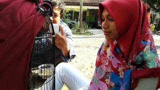 LOVEBIRD BETET : NGOBROL BARENG PEMILIK LOVEBIRD BETET ISTRI OM BUDI BOGEM