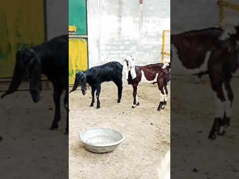 Top Quality Beetle Male Kids Goat Beetalgoat Animals