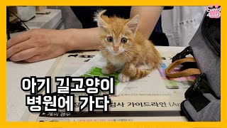 rescued baby kitten went to see a vet