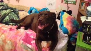 "Tyga ft. Wiz Khalifa & Mally Mall - Molly (NEW 2013)" Fan Video