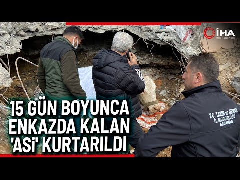 15 Gün Göçük Altında Kalan İnek Kurtarıldı