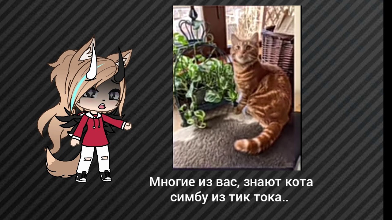 Песня кота тик ток