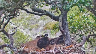 Fraser Point Bald Eagle Cam: 2025.05.02