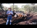 Corrales Durán: Dieta para finalizar becerros y toretes.