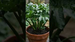 ACANTHUS MOLLIS TIMELAPSE