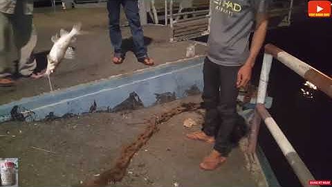 CÂU CÁ LĂNG BAN ĐÊM ,ĂN MẠNH HAY KO ?