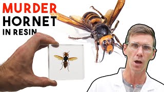 Murder Hornet Insect Resin Casting | How To