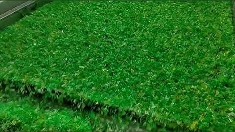 Plastic color sorter, to select out the pure green color flakes. E-mail: focusee.tech@gmail.com