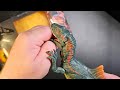 Jurassic World Hammond collection of dinosaurs - CONCAVENATOR