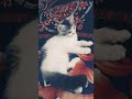 Oreo 😺 #youtubeshorts #love #viral #foryou #trendingshorts