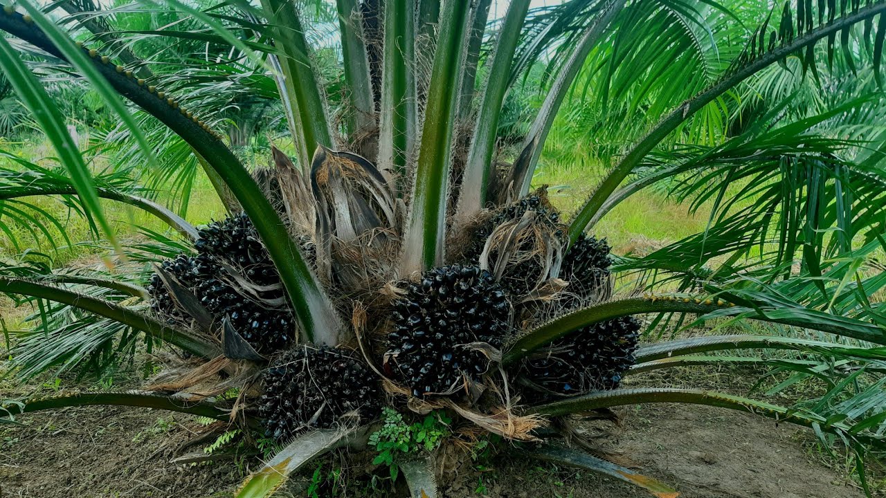 Buah Keliling dan bertumpuk, Pesona Sriwijaya 5 umur 2 tahun 7 hari