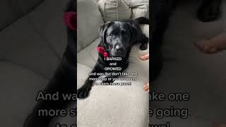 Black Labrador encountered a SCARY SITUATION… 😳 Net Worth