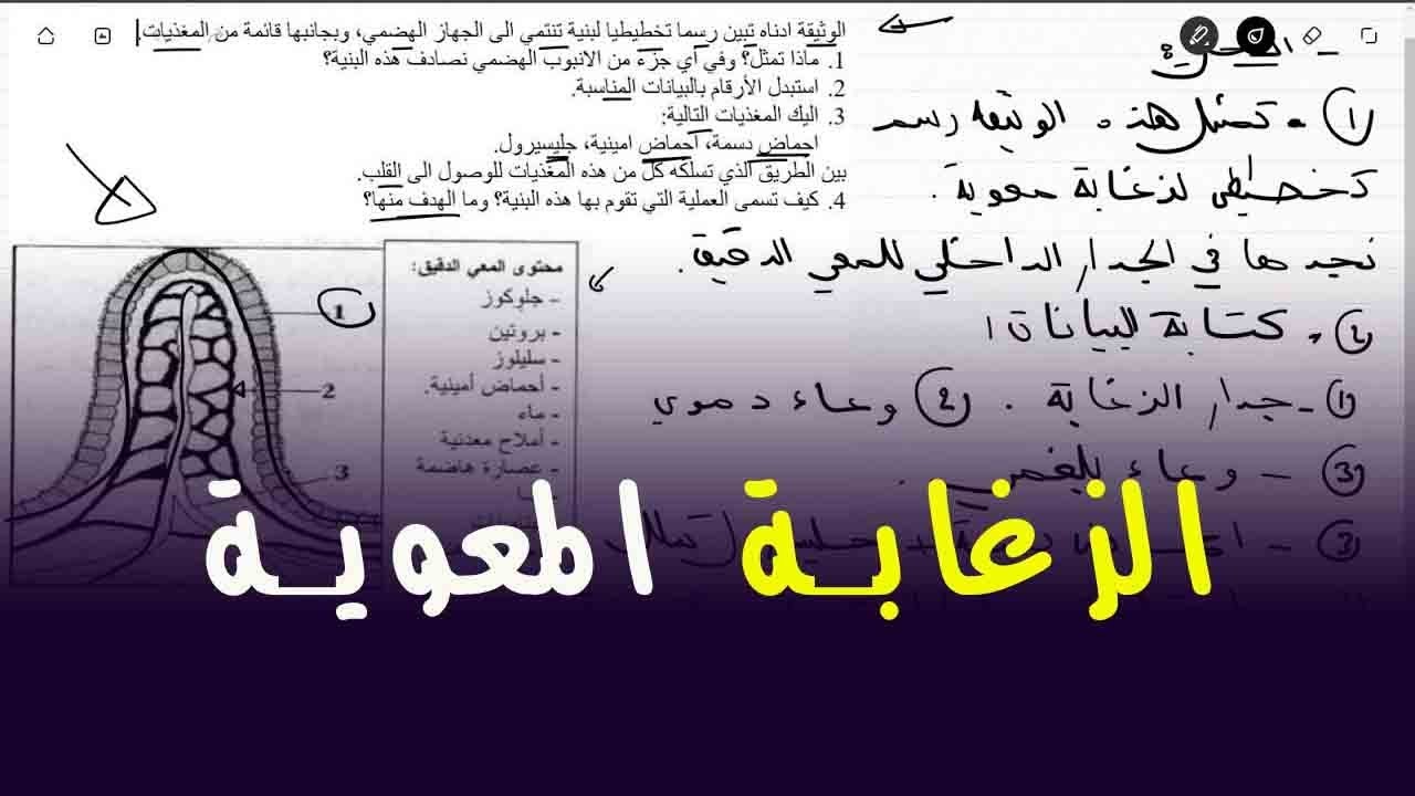 علوم طبيعية الرابعة متوسط تمرين خاص بالامتصاص المعوي الزغابة