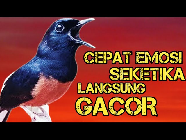 Suara Pancingan MURAI BATU GACOR ini SEKETIKA bikin BURUNG MURAI IKUT GACOR class=