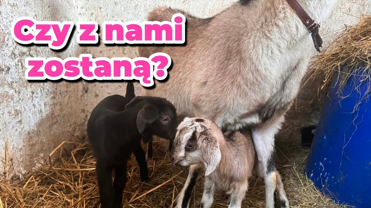407. Kózki... 🐐Idą zmiany! 😉 O planach opowiadamy 🥰
