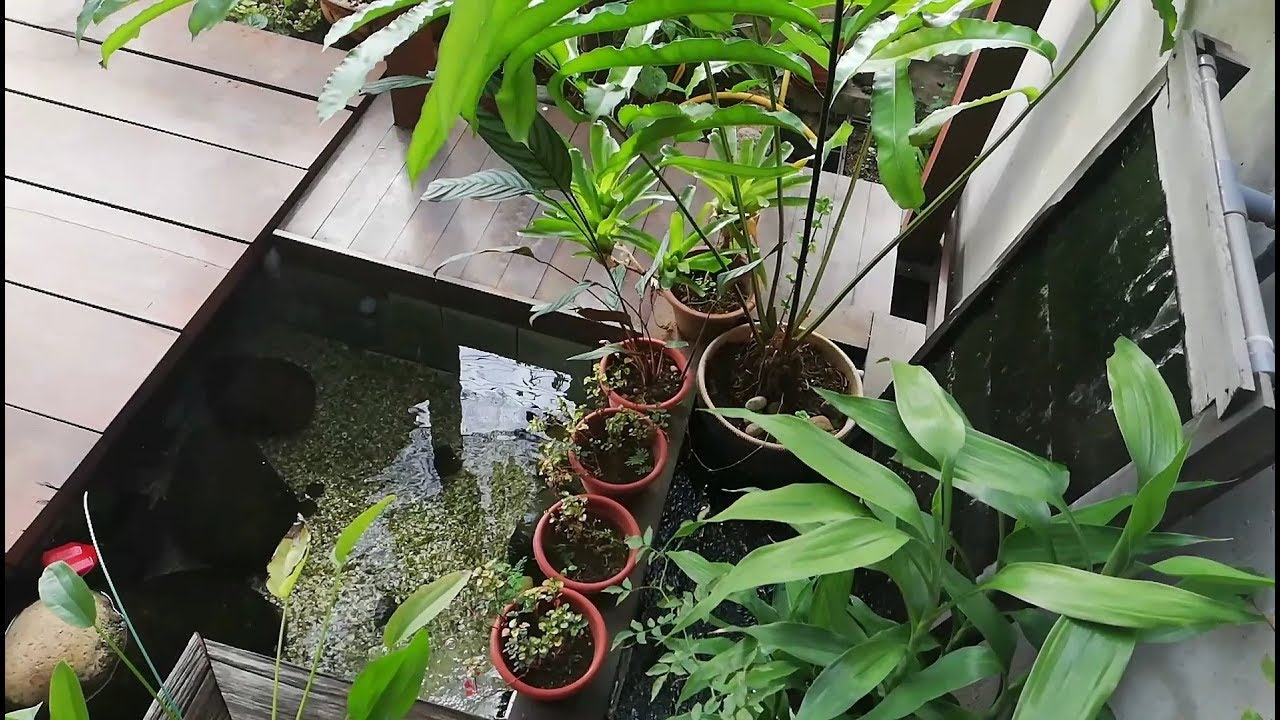 Kolam ikan koi dengan pergola, landskap dan aquarium  YouTube