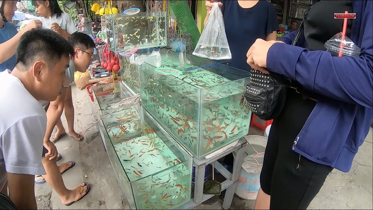địa chỉ bán cá cảnh tại hà nội Update Tham quan chợ bán cá cảnh rẻ và đẹp nhất miền bắc