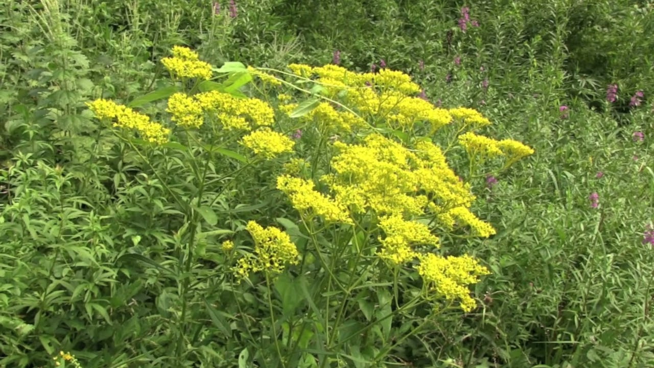 オミナエシ/Patrinia scabiosifolia 11_230821_森林公園