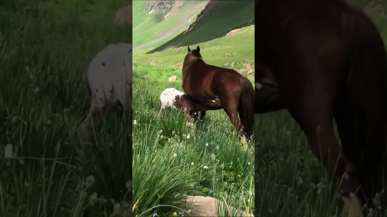 True appaloosa breeding