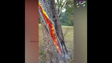 Tree Struck By Lightning Burns Inside Out🔥🔥 || #shorts Viral बुज़ुर्ग