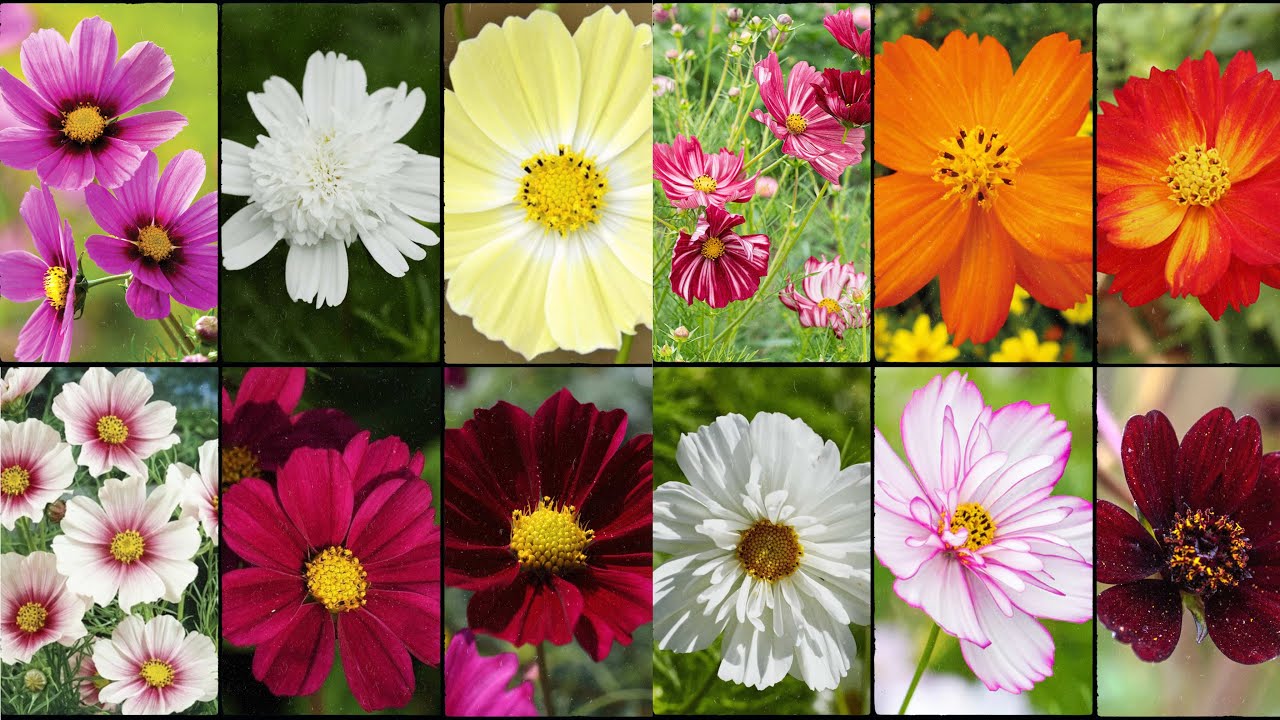 COSMOS FLOWER VARIETIES - Plants Weekly