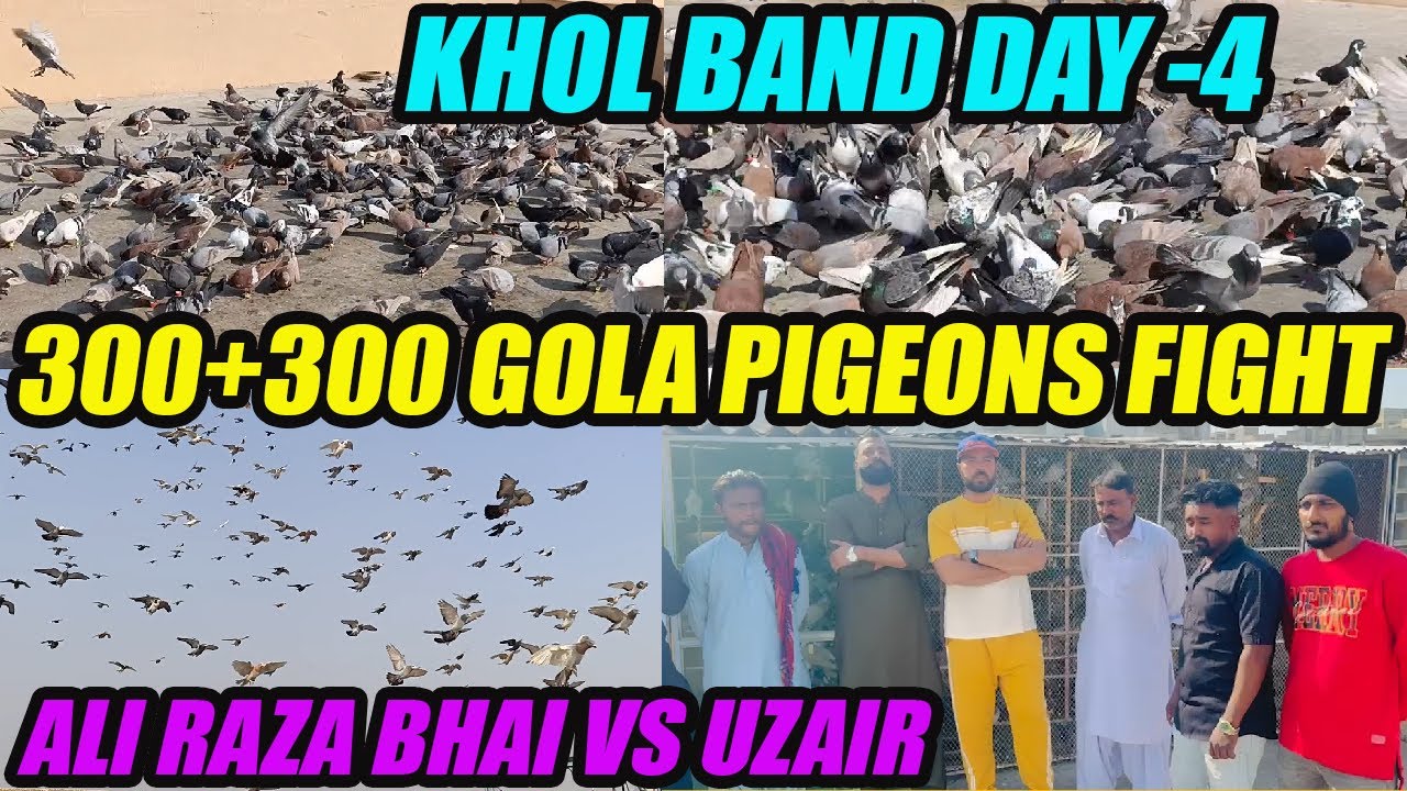 300+300 Gola Pigeons Fight Ali Raza Bhai VS Uzair Bhai 300 Koray Kabooter Larraya Khol Band DAY-4