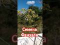Куст выше меня ростом | Фенхель | Семена фенхеля