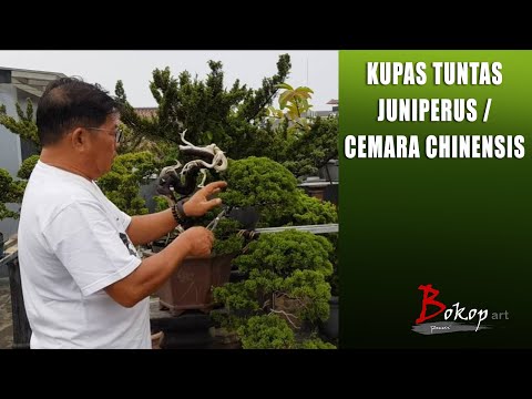 Video: Juniper Cina - Deskripsi, Manfaat, Dan Perawatan