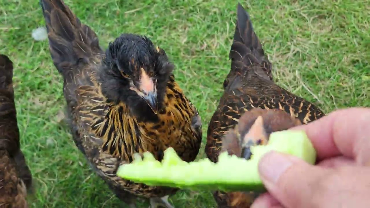 Americana chicks hit 10 weeks!