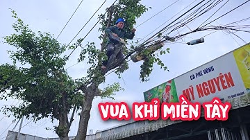 Vua khỉ cưa hạ gốc cây Sanh nằm cạnh QL1A (Phần 1/2)...