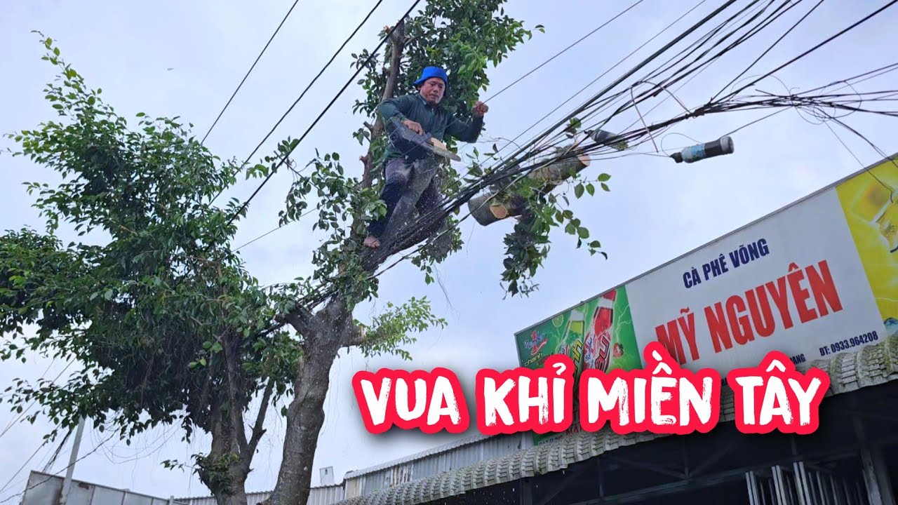 Vua khỉ cưa hạ gốc cây Sanh nằm cạnh QL1A (Phần 1/2)...