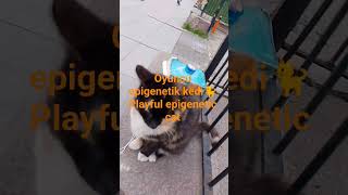 Oyuncu Epigenetik Kediplayful Epigenetic Cat