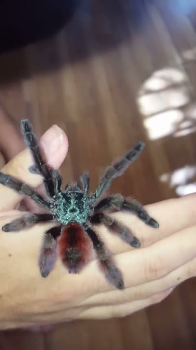 tarantula song
