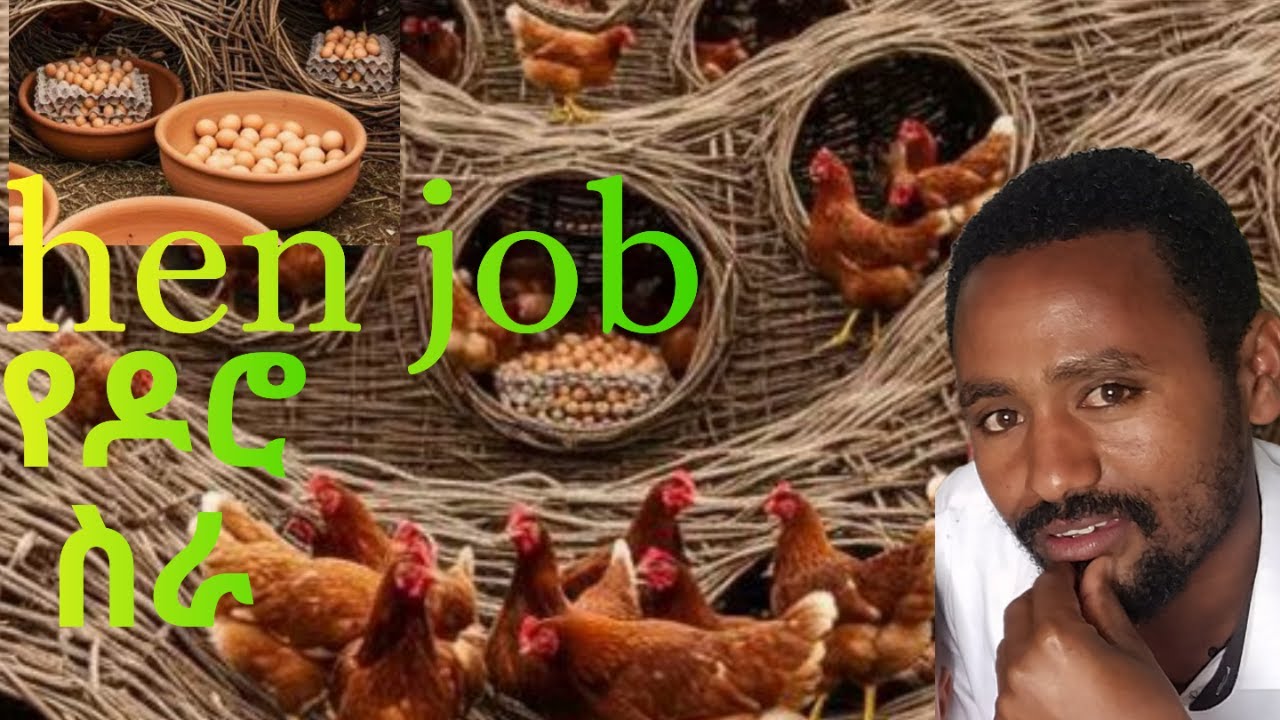 ✔የዶሮ ስራ ለመጀመር ያሰባችሁ //ቪዲዮው ለእናንተ ነው /ይህን ቪዲዮ ሳትከታተሉ እንዳትጀምሩ!!ethiopia hen job.