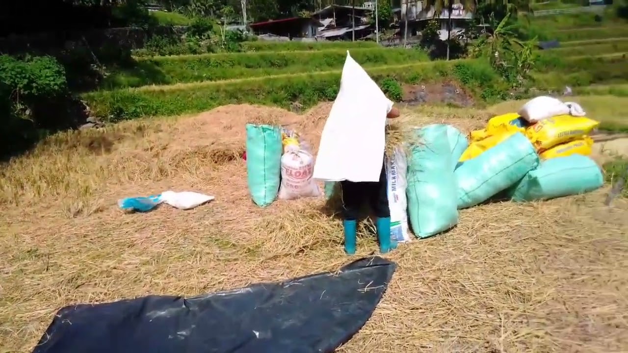 Rice straw/hay for rabbits.