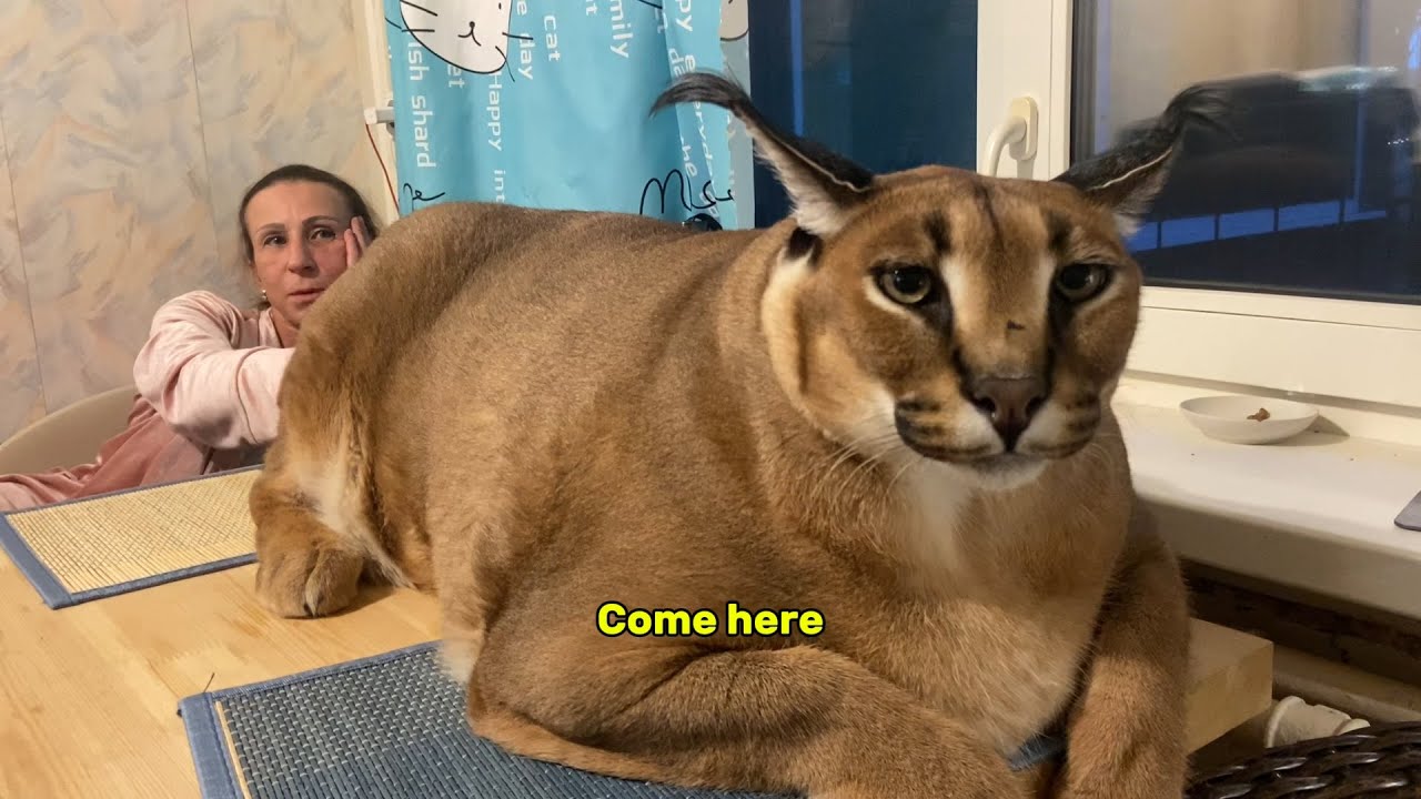 Big Caracal is Sad because Mom called him Chunky