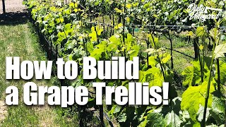 How to Build a Grape Trellis for Wine! | Season 1, Episode 2 | Grape Trellis for Your Vineyard