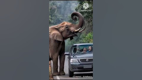😱 Elephant attack on car #trending #elephant #animallife #car #attack #people #viralshort #toptrend