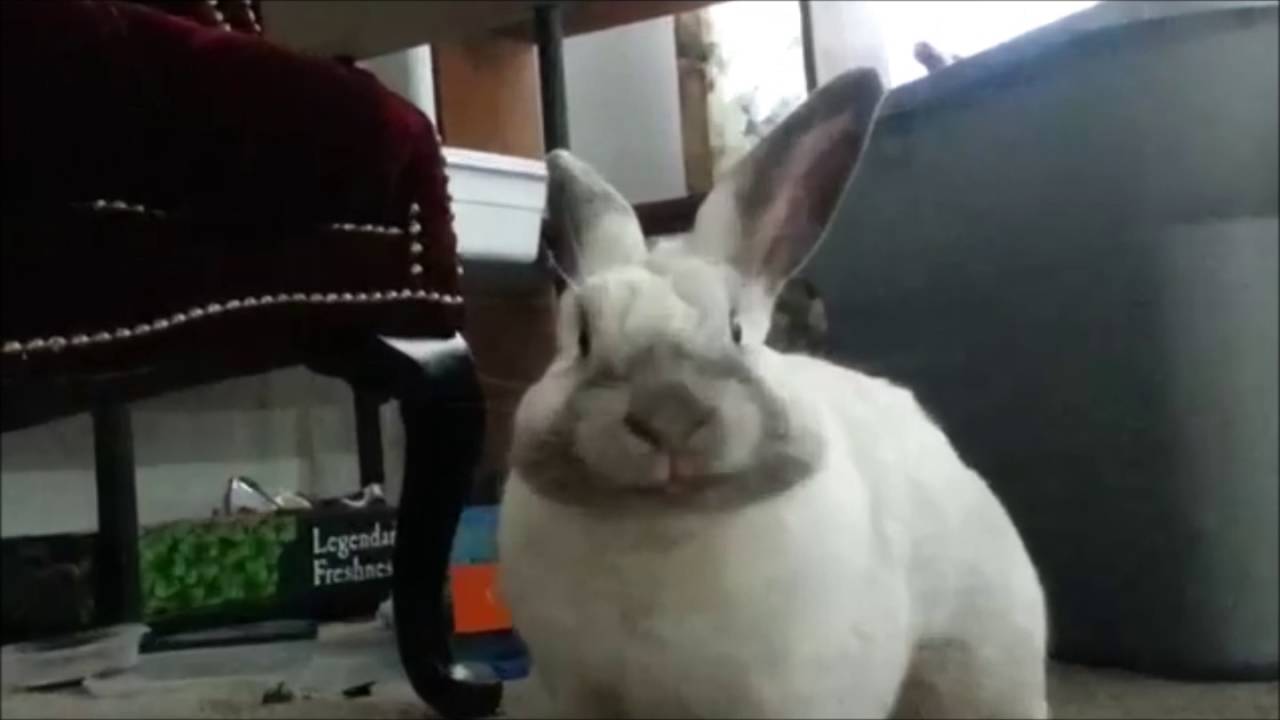 Timber the Rabbit sings Radioactive!!! - YouTube