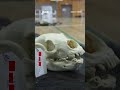 黑熊頻繁出沒  日本小學生上防熊課－ BBC News 中文