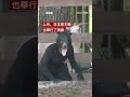 黑熊頻繁出沒  日本小學生上防熊課－ BBC News 中文