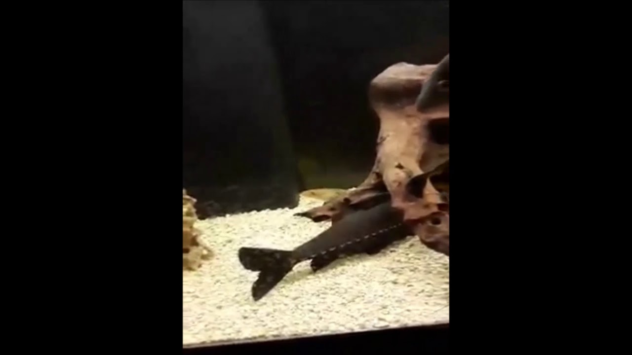 bassrush 240g Fish Tank (cousins fish) MONSTER TANK